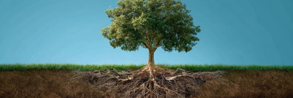 Tree with deep roots symbolizing trust as the foundation of successful business relationships.